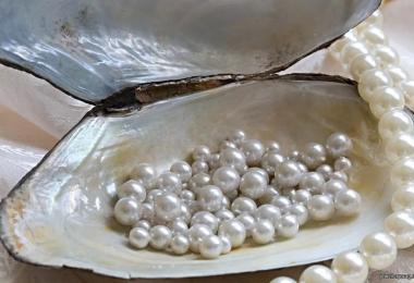 Kaip atsiranda perlai Kaip perlinė austrė daro perlą
